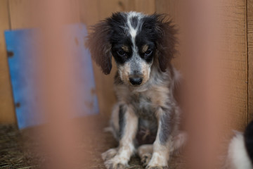 Portrait of Sad Homeless puppy is waiting for a new owner