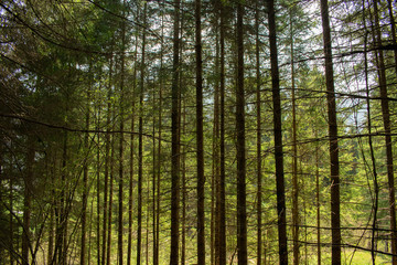 Fototapeta na wymiar pine forest in italy