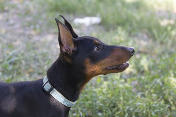 Doberman pinscher portrait