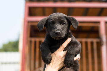 Close-up of a black homeless puppy in the volunteer's hands.