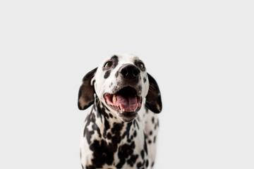 Beautiful Dalmation Dog on Isolated Background