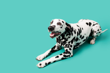 Beautiful Dalmation Dog on Colored Background
