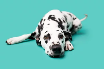 Rolgordijnen Beautiful Dalmation Dog on Colored Background © MeganBetteridge