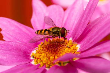 hover fly