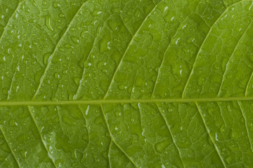texture detail of tree leaf with drops