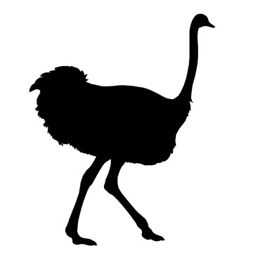 Silhouette running african ostrich black on white background. Vector illustration.
