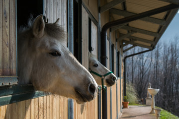 camargue horse portrait