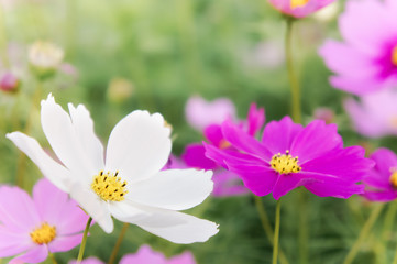 cosmos daisy flowers in the garden day natural vintage