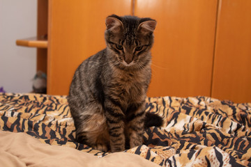 Gato com sono