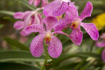 Closeup of pink dotted orchids in full bloom with natural background.