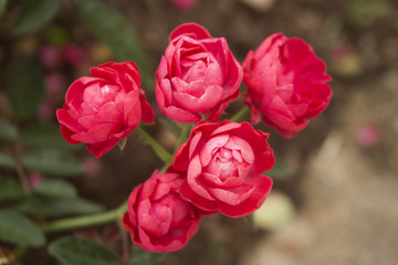 Closeup of five Oso Easy Double Red rose blossoms in full bloom.