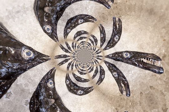 Kaleidoscopic Pattern of a Fish
