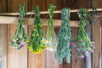 Fresh herbs hang and  dry