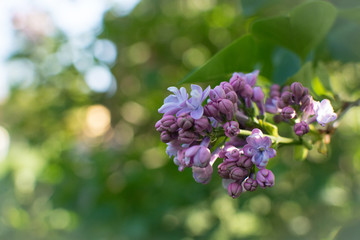 SPRING BRANCH OF BLOSSOMING LILAC DEFOCUSED BACKGROUND