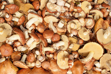 Background image of autumn mushrooms on a wooden background