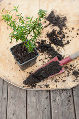 Myrtle seedling on a wooden table in the garden