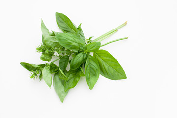 Bunch of Basil on a white background