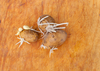 Old potatoes with sprouts and roots.