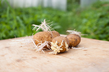 Fototapeta na wymiar Old potatoes with sprouts and roots.
