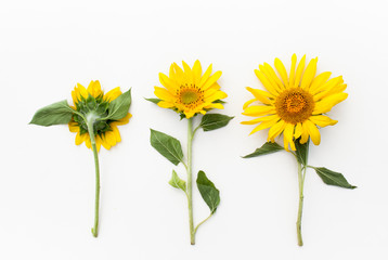 Young sunflowers on a white background.
