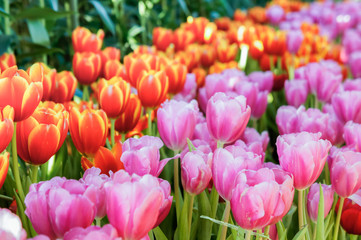 Tulip flowers in the meadow , flowers in the nature garden