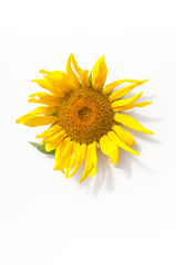 Young Mature sunflower on white background.