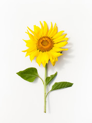 Fototapeta premium Young Mature sunflower on white background.