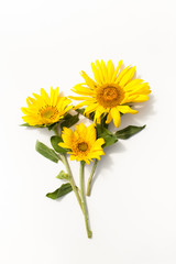 Obraz premium Young sunflowers on a white background.