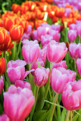 Fototapeta premium Tulip flowers in the meadow , flowers in the nature garden