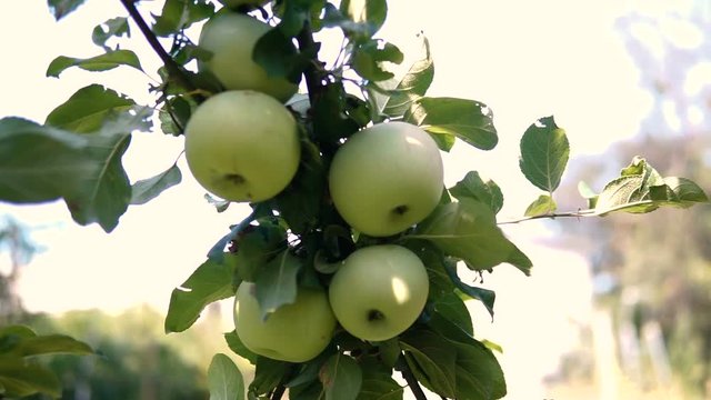 Young apple on the tree. Ripe apple on a tree. Apple tree. Juicy apple on the tree branch.