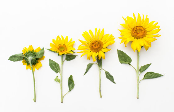 Young sunflowers on a white background.