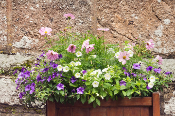Fototapeta na wymiar Blooming flowers in a big outdoor planter pot