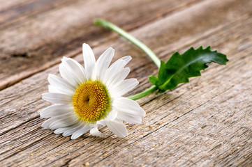 chamomile flower close-up on rustic natural wooden background
