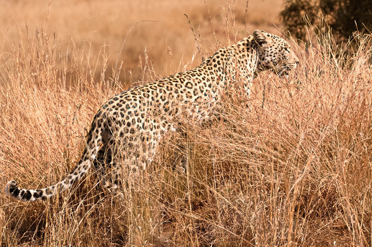 Leopard on the lookout for possible prey to feed on 