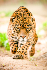 Aggressive Wild Jaguar Coming To Get You