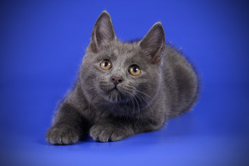 studio photography of a Kurilian Bobtail cat on colored backgrounds