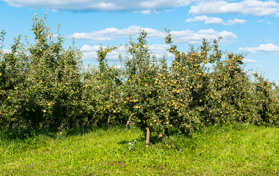 apple orchard on a sunny day