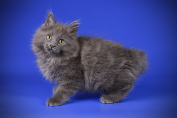 Obraz premium studio photography of a Kurilian Bobtail cat on colored backgrounds