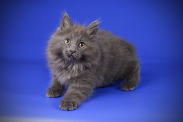 Obraz premium studio photography of a Kurilian Bobtail cat on colored backgrounds