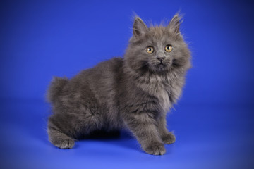 Obraz premium studio photography of a Kurilian Bobtail cat on colored backgrounds