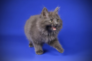 studio photography of a Kurilian Bobtail cat on colored backgrounds