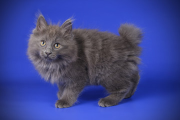 studio photography of a Kurilian Bobtail cat on colored backgrounds