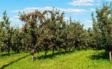 Fototapeta na wymiar apple orchard on a sunny day