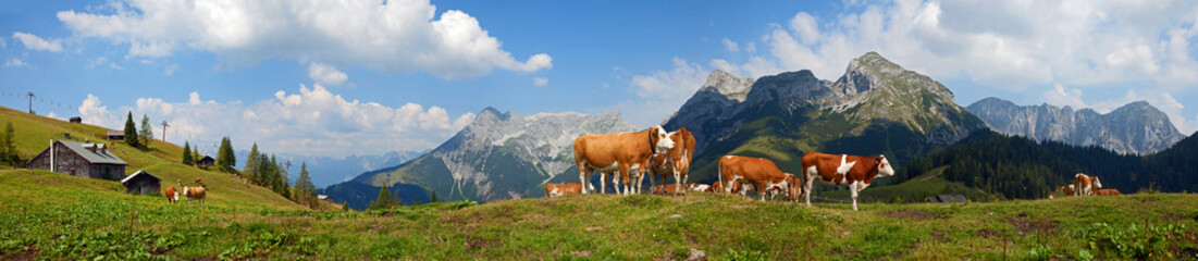 Kühe auf der Alm im Tennengebirge - obrazy, fototapety, plakaty