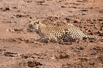 Leopard lying in the dry riverbed drinking from seeping water pools