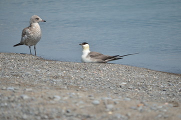 Long-tailed jaeger on the shore of Lake Ontario, Ontario, Canada