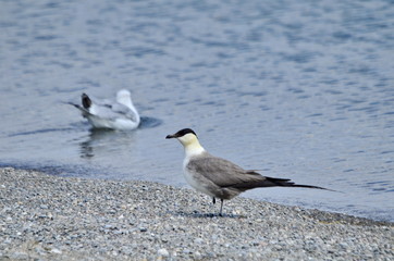 Fototapeta premium Long-tailed jaeger on the shore of Lake Ontario, Ontario, Canada