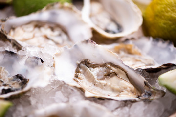 Oysters displayed on a bed of ice