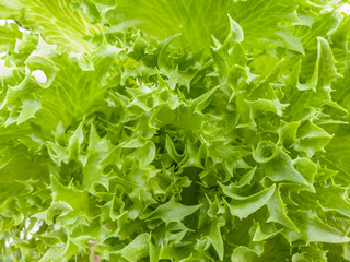Salad vegetable green lettuce in farm close up