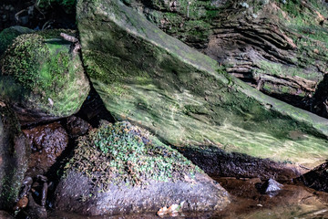 Stones jutting out from a woodland river bed.